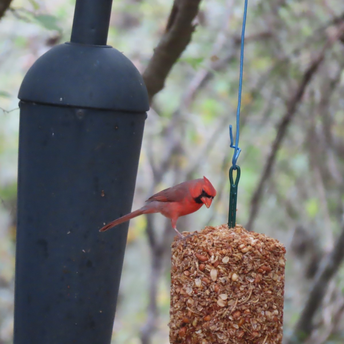 Northern Cardinal - ML645568902