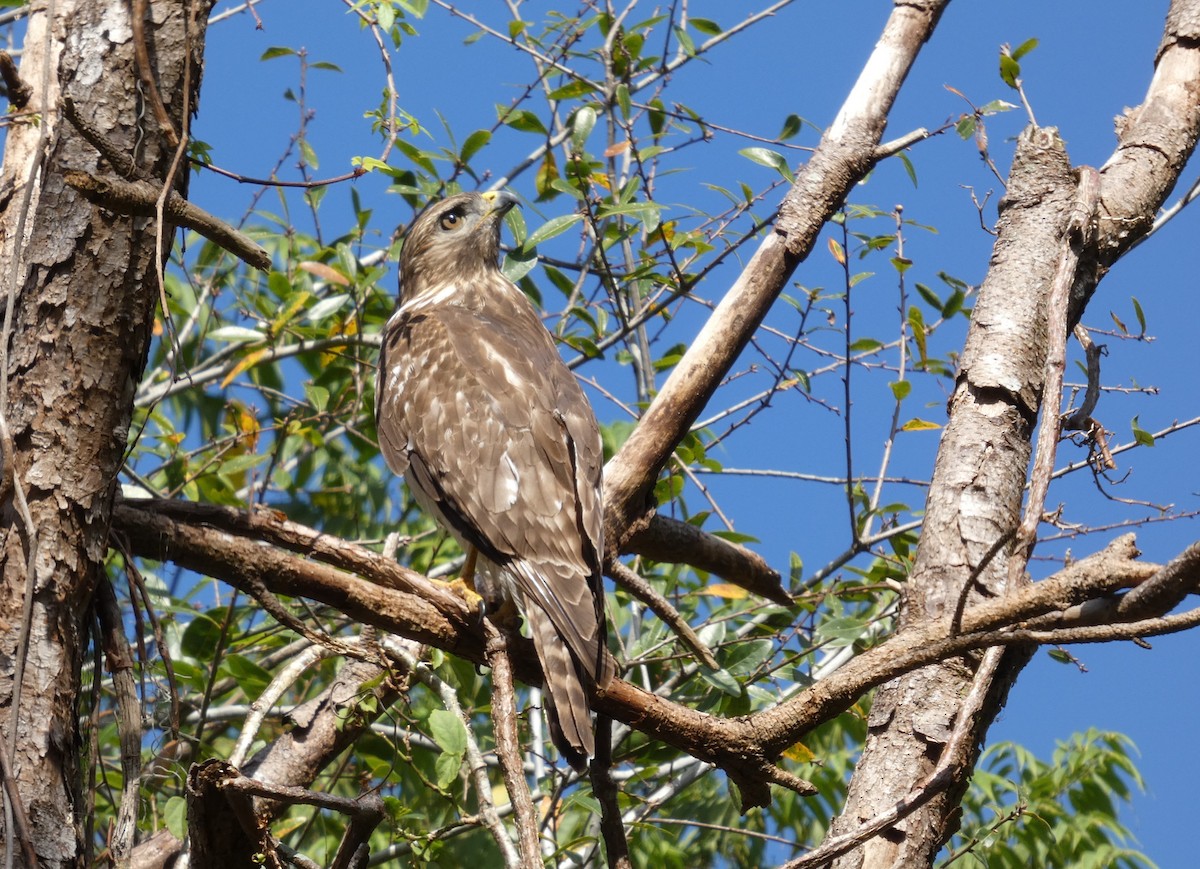 Red-shouldered Hawk - ML645568903
