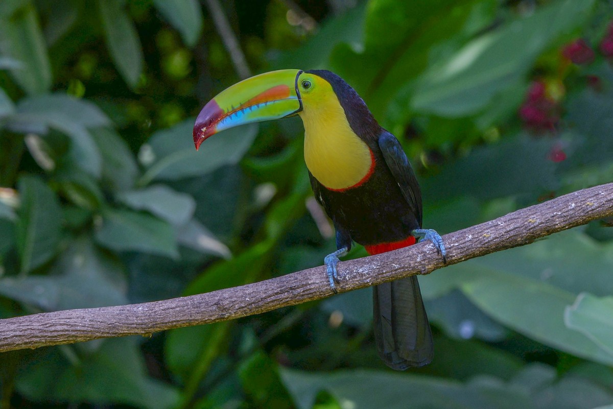 Keel-billed Toucan - ML645568904