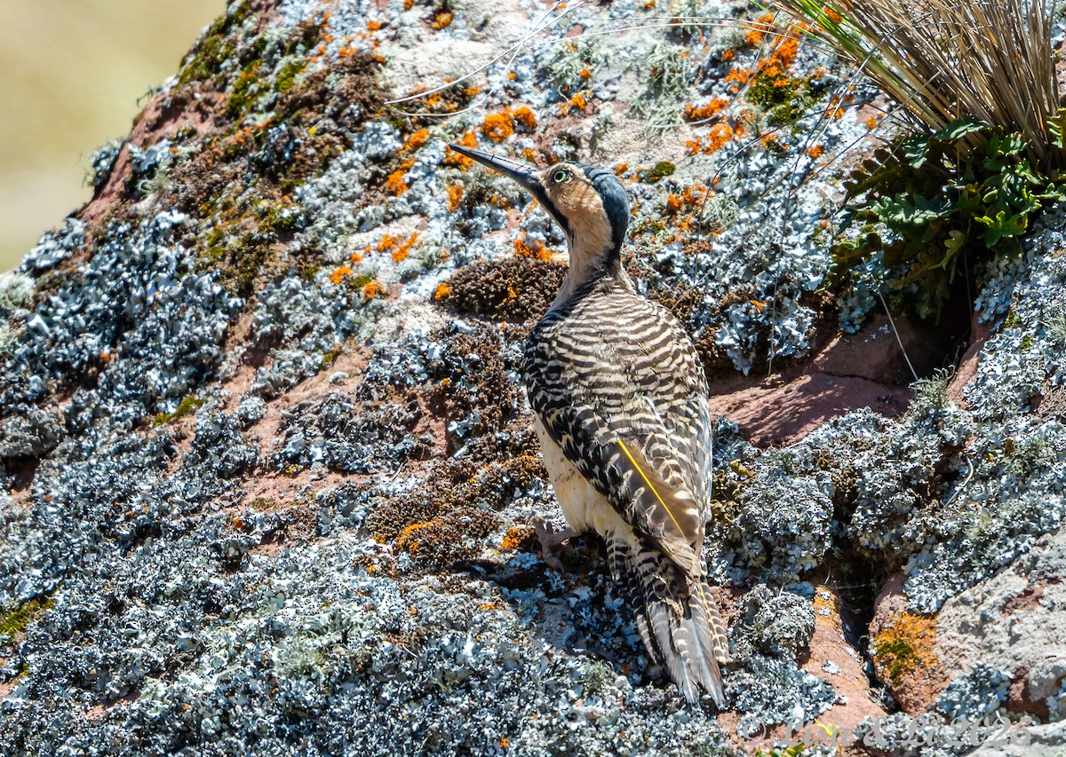 Andean Flicker - ML645568905