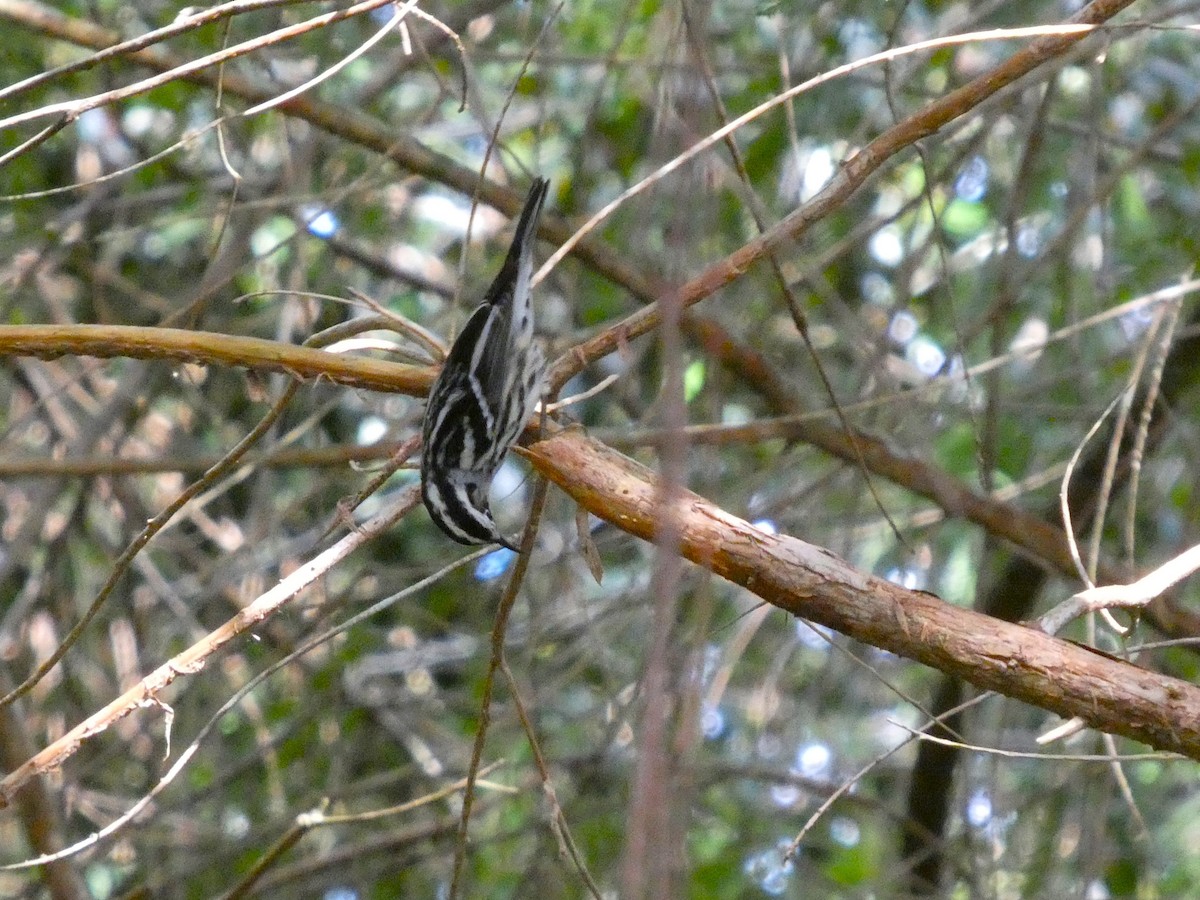 Black-and-white Warbler - ML645568906