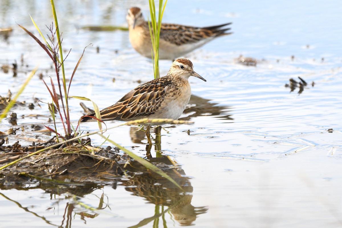 Sharp-tailed Sandpiper - ML645568907