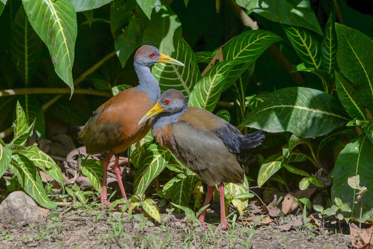 Russet-naped Wood-Rail - ML645568908