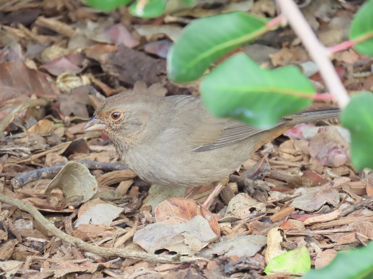 California Towhee - ML645568909