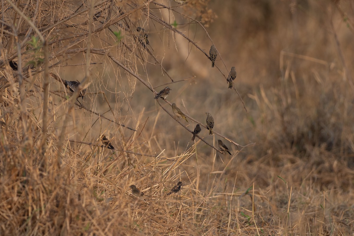 Blue-black Grassquit - ML645568910