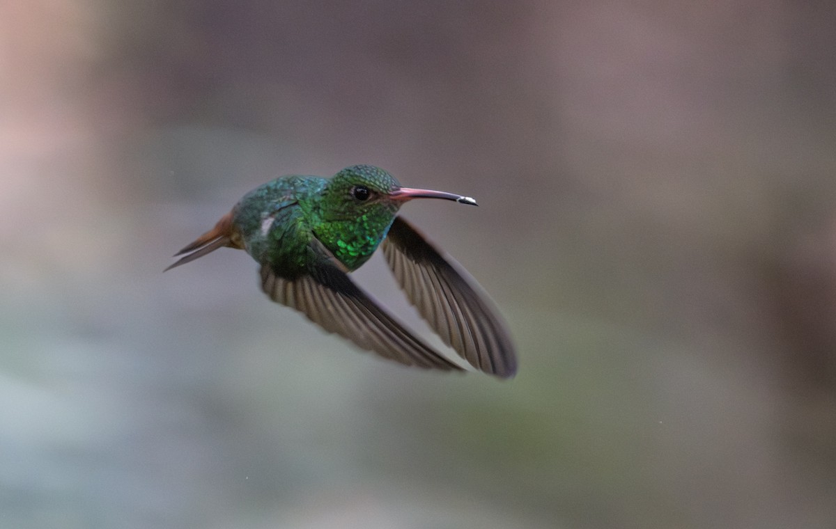 Rufous-tailed Hummingbird - ML645568914