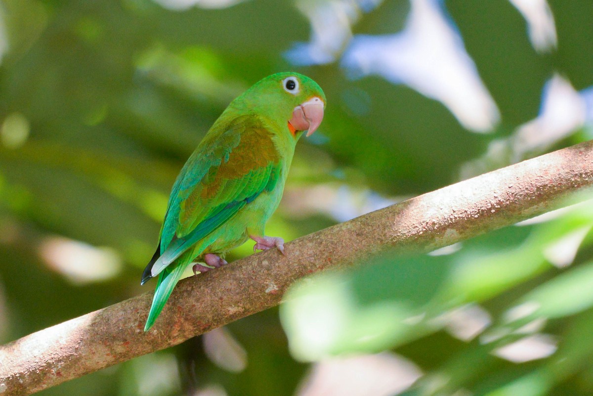 Orange-chinned Parakeet - ML645568915