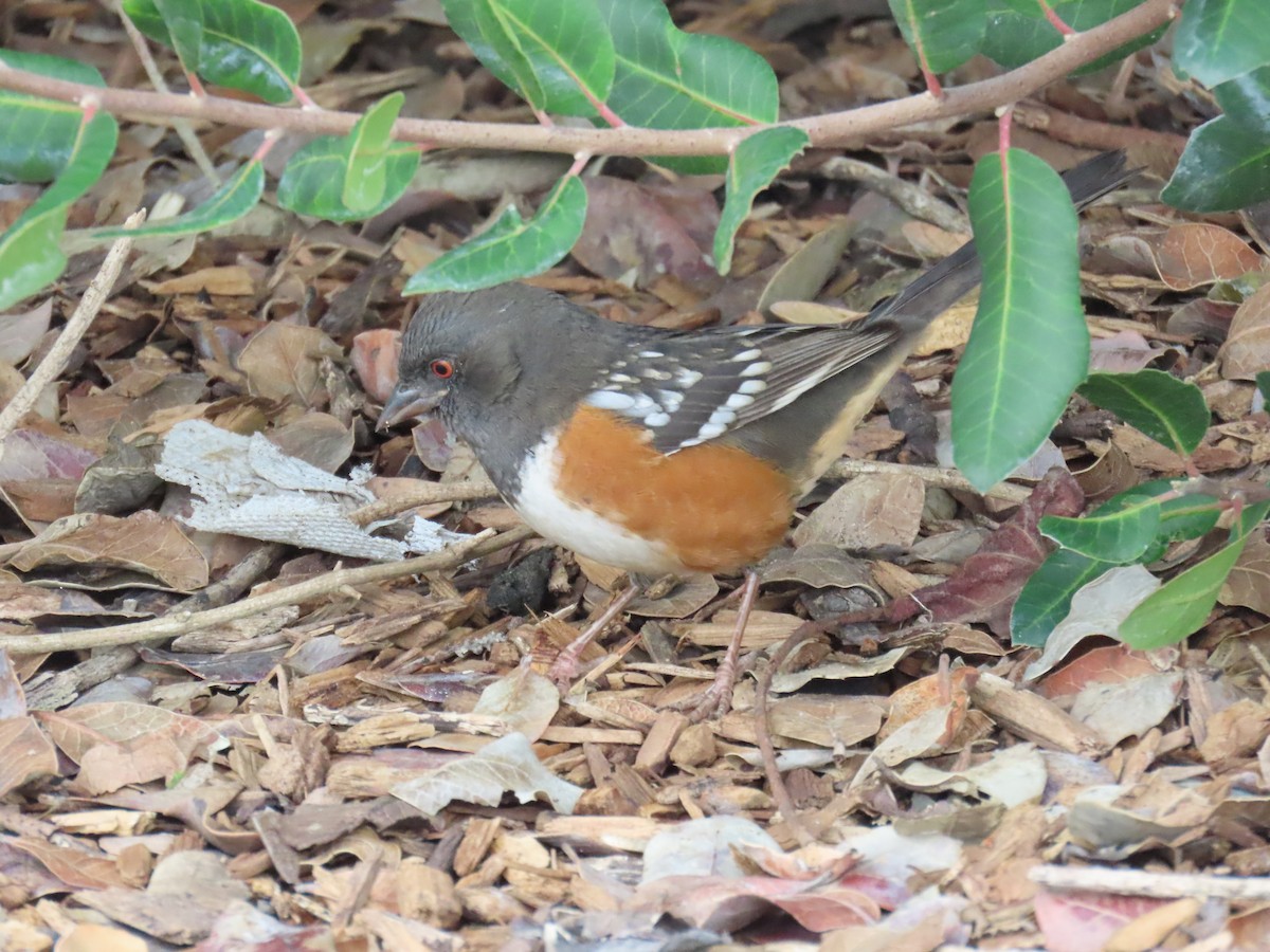 Spotted Towhee - ML645568916