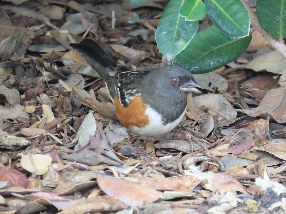 Spotted Towhee - ML645568917