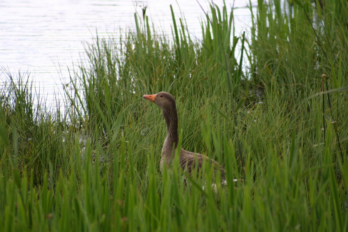 Graylag Goose - ML645568918
