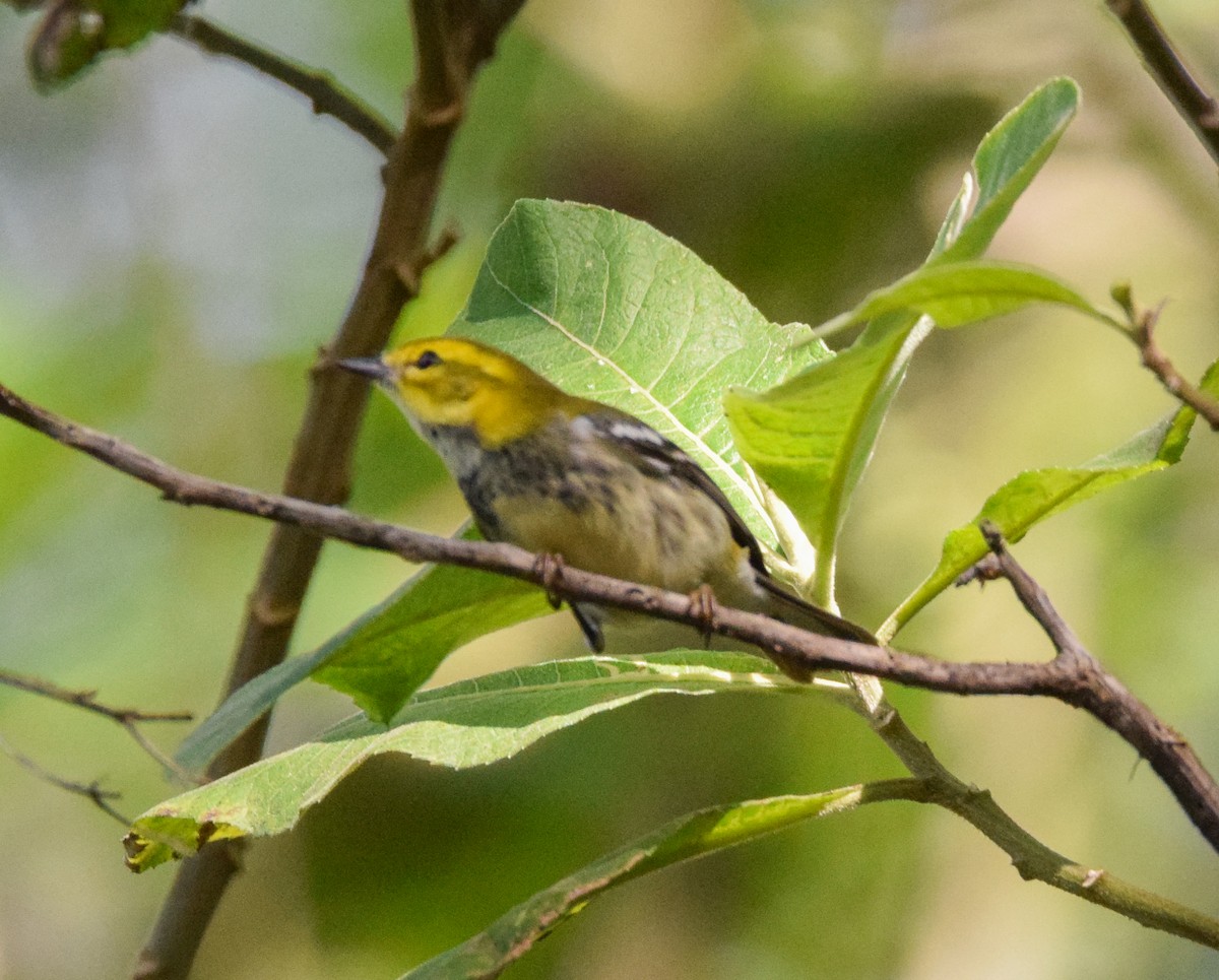 Black-throated Green Warbler - ML645568919
