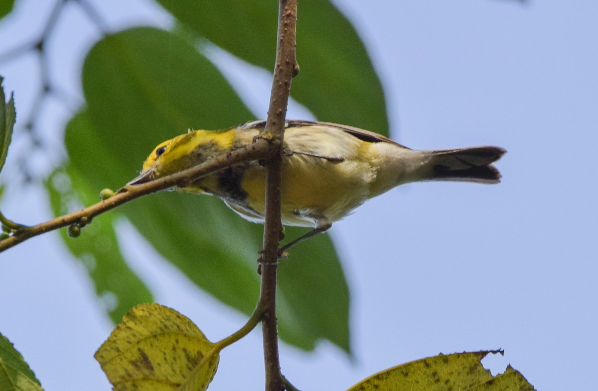 Black-throated Green Warbler - ML645568920