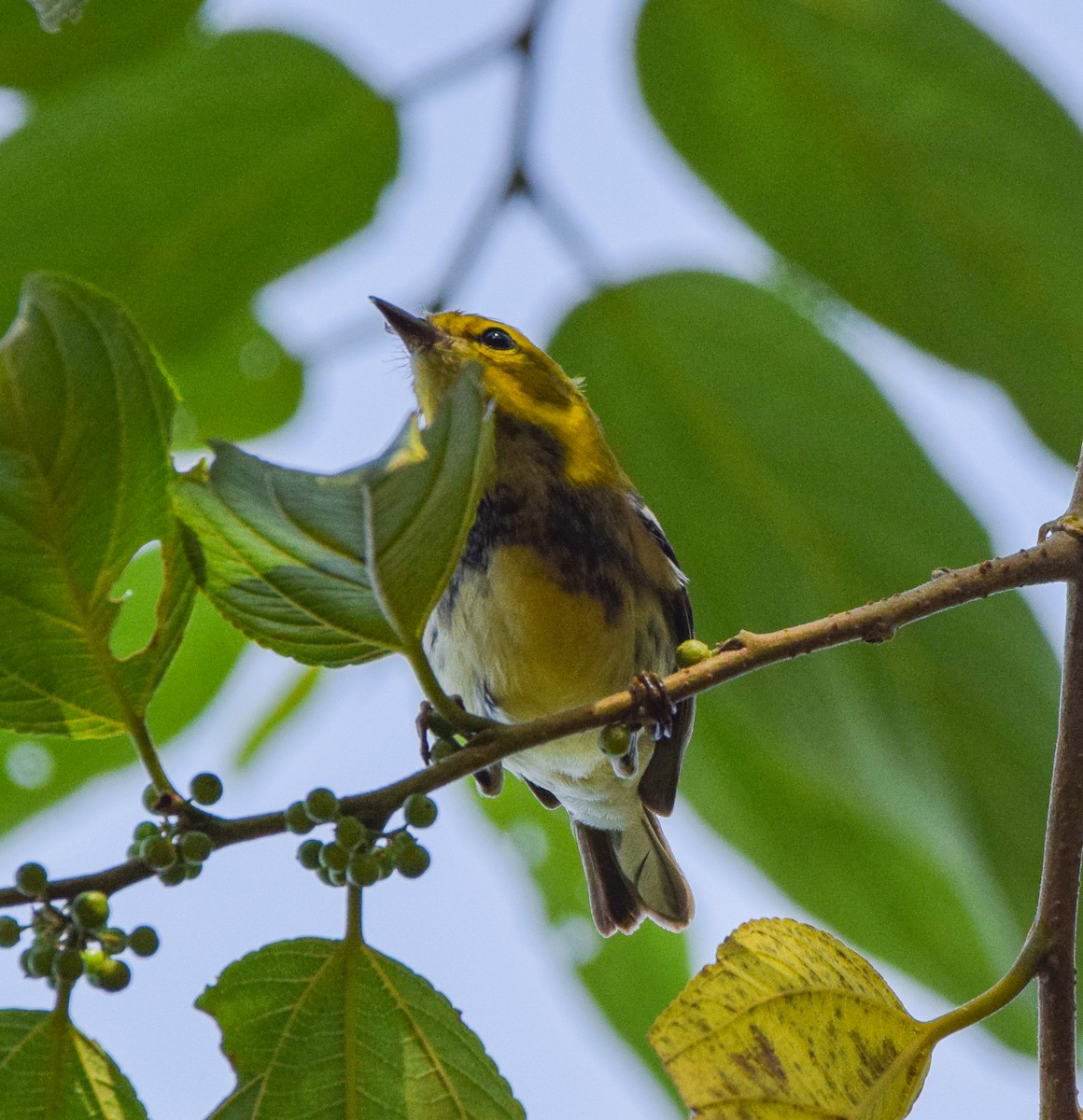Black-throated Green Warbler - ML645568921