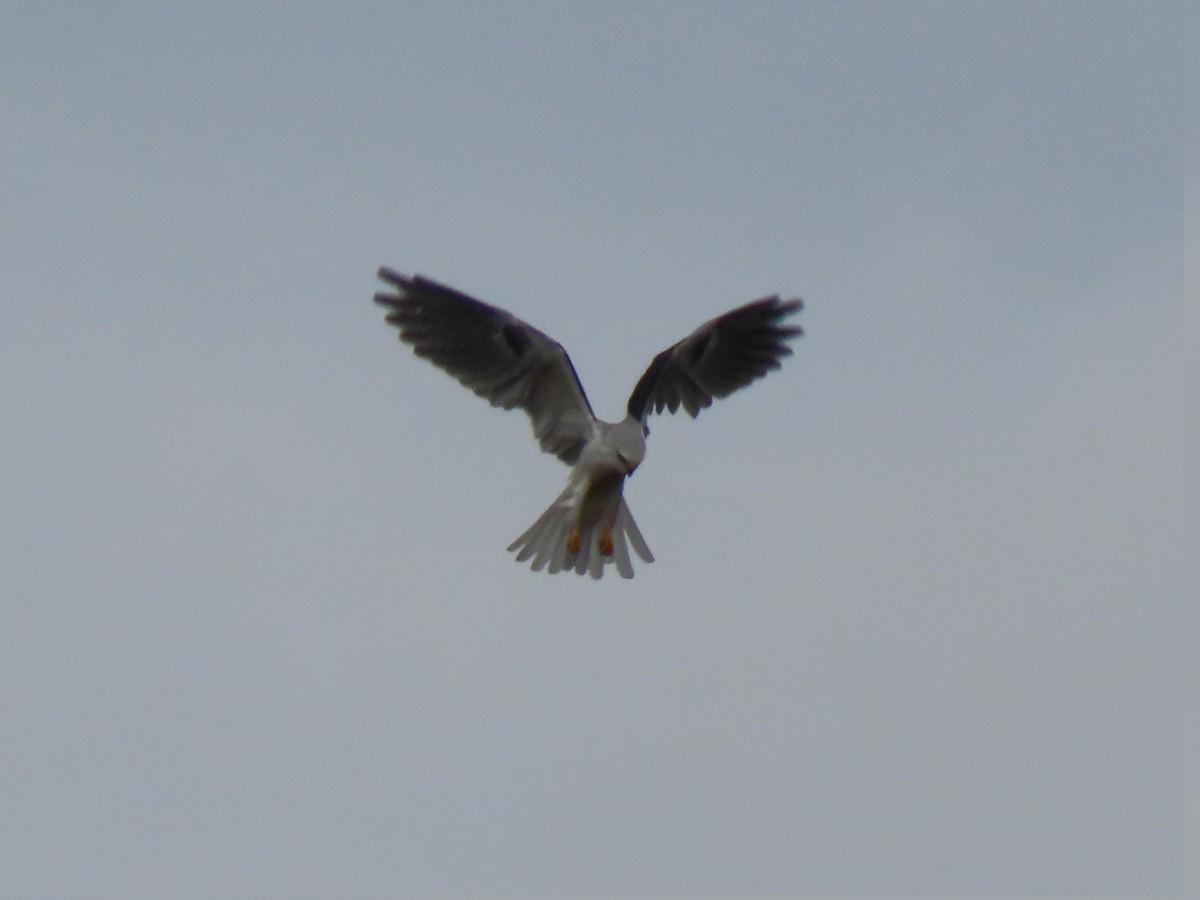 White-tailed Kite - ML645568922