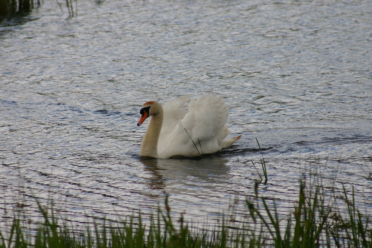 Mute Swan - ML645568923