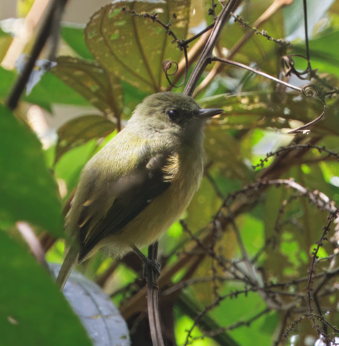 Ochre-bellied Flycatcher - ML645568926