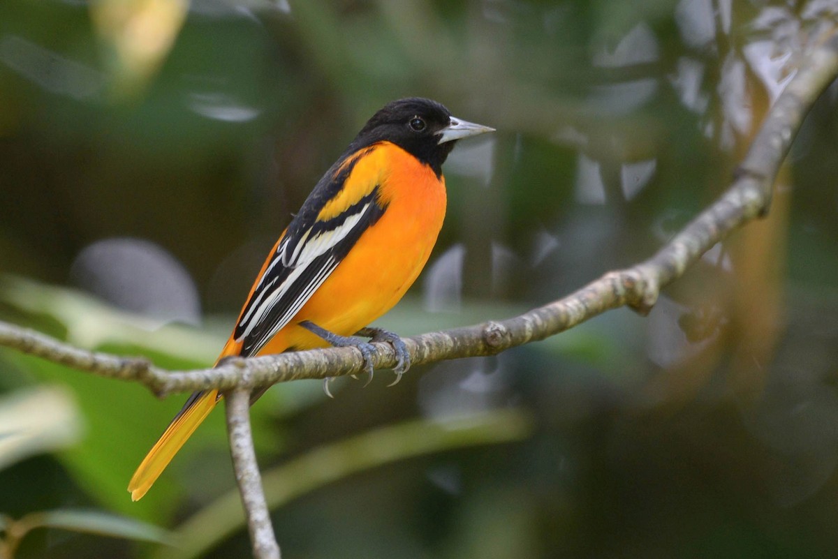 Балтиморский трупиал - ML645568928