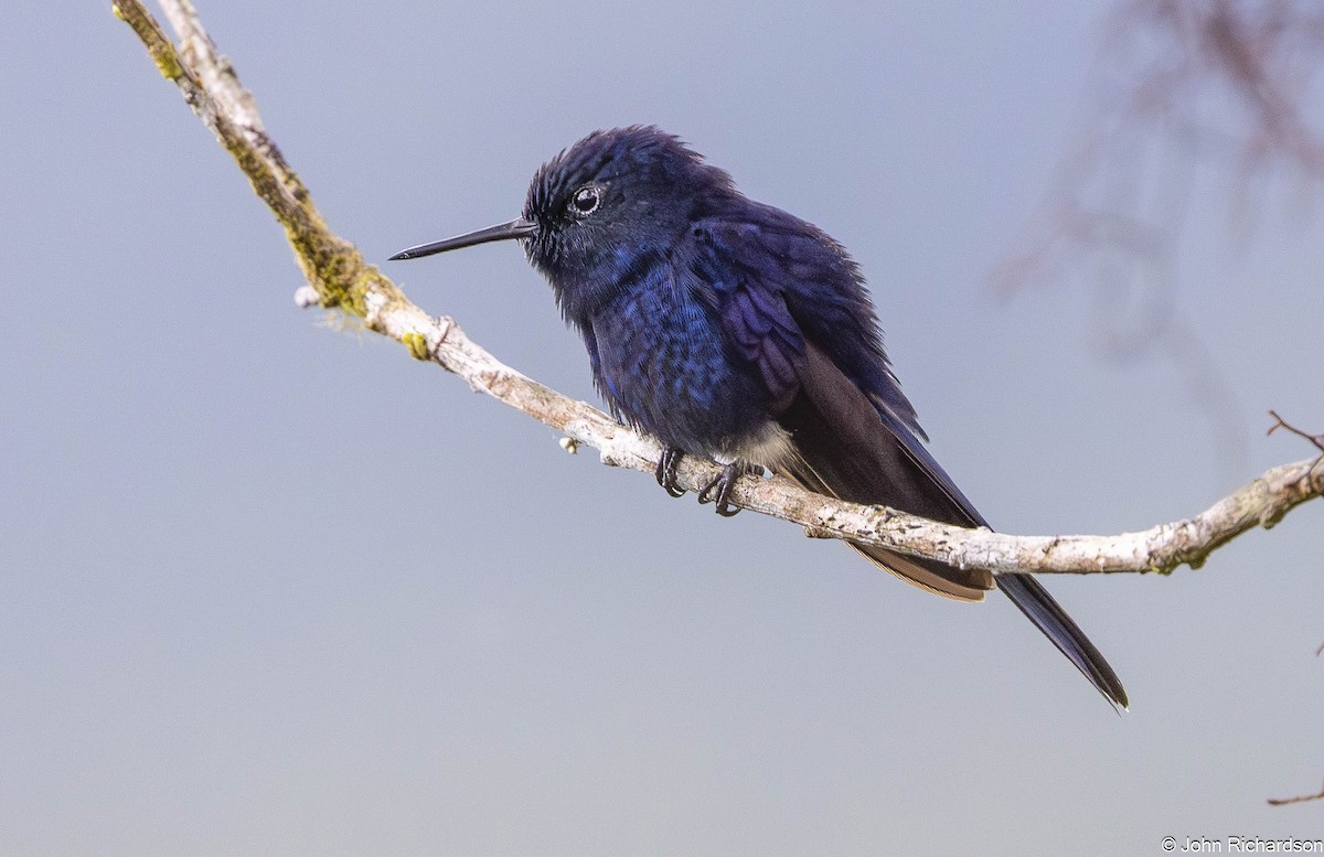 Royal Sunangel - ML645568932