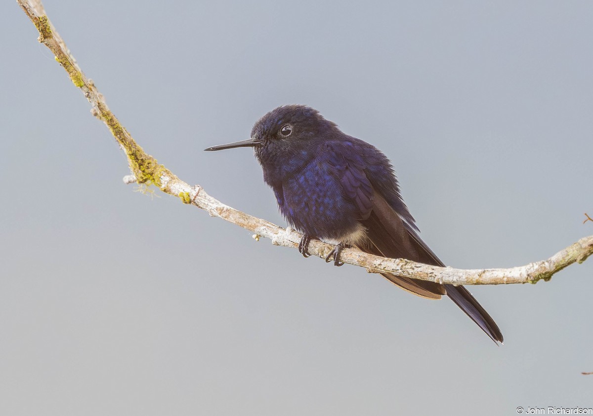 Royal Sunangel - ML645568933