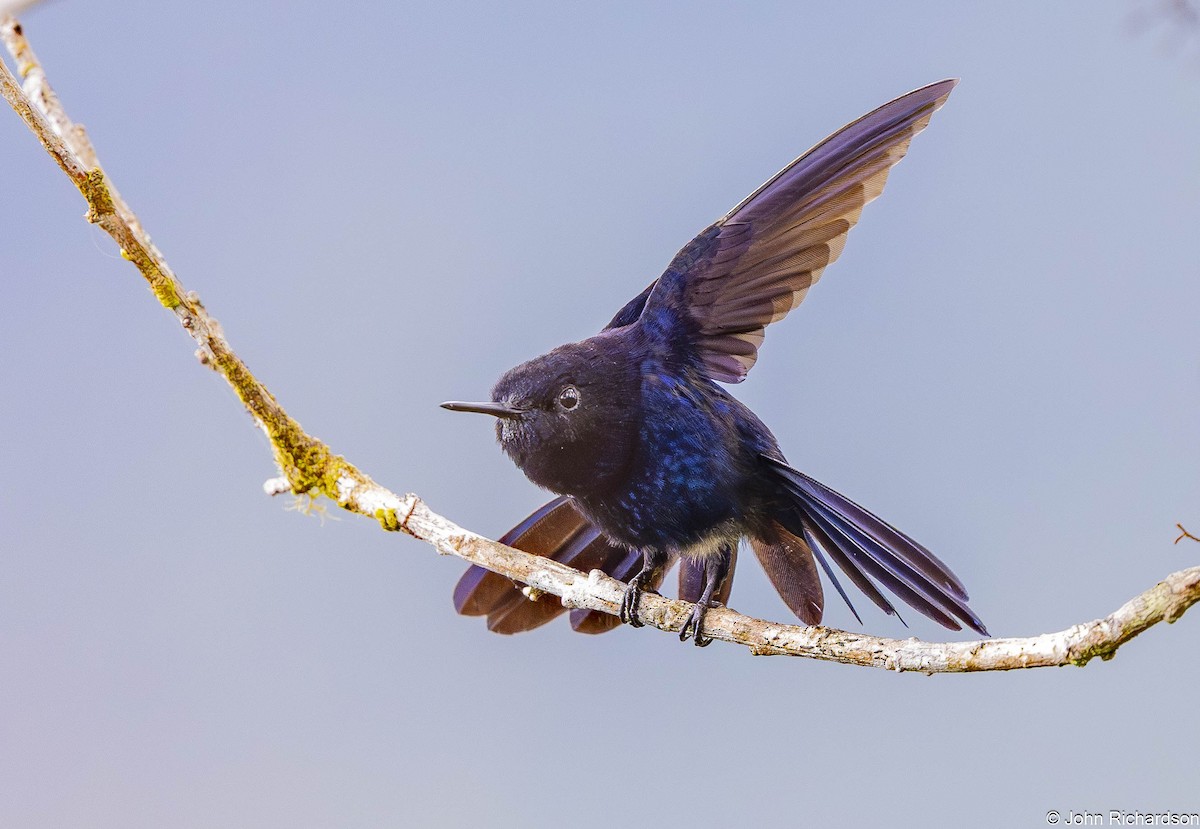 Royal Sunangel - ML645568934