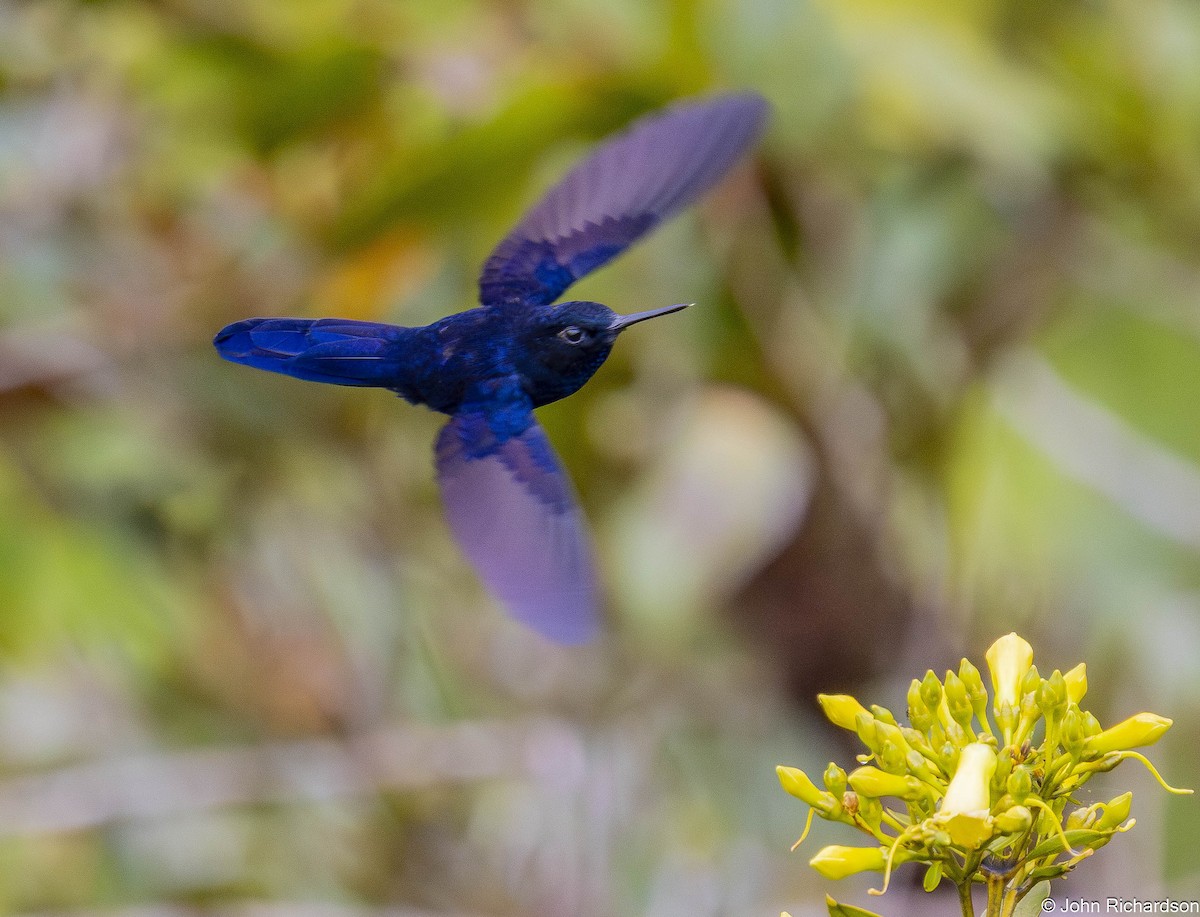 Royal Sunangel - ML645568936