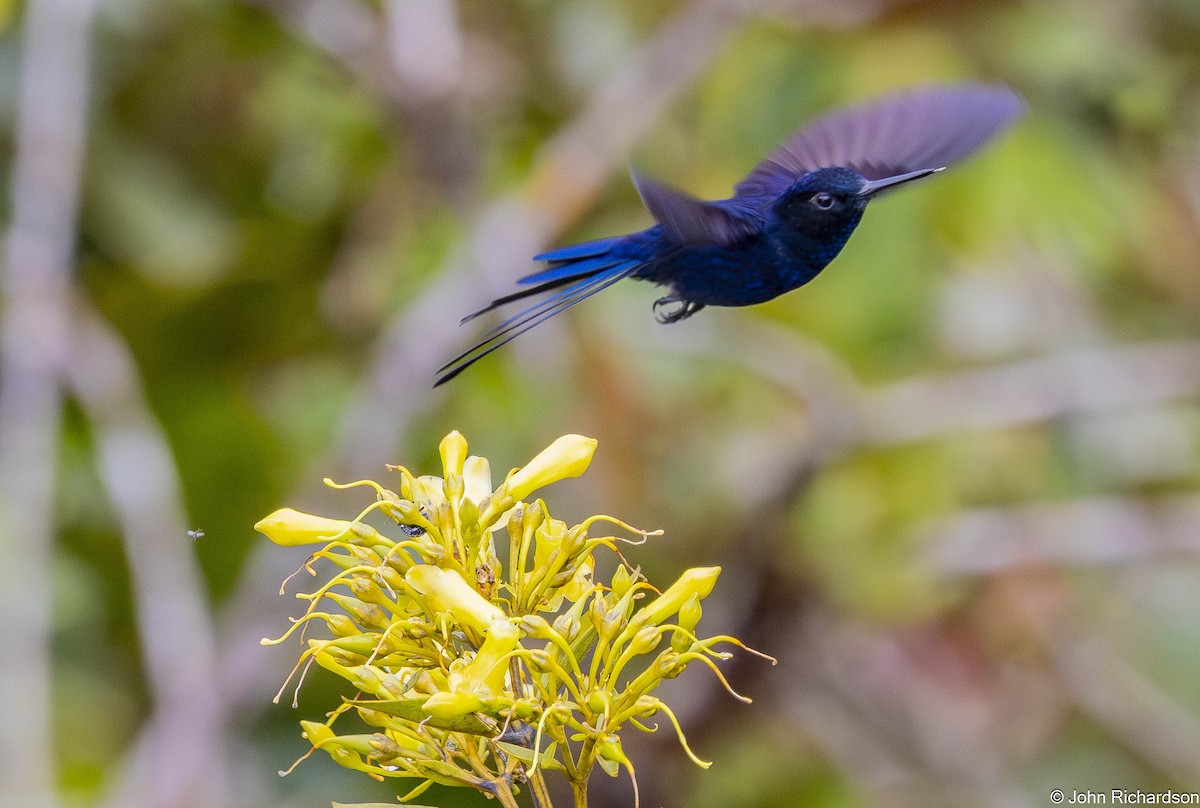 Royal Sunangel - ML645568937