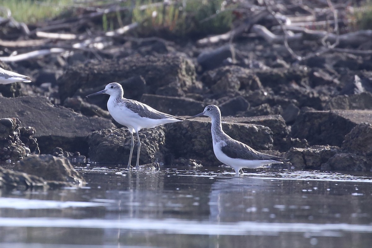 Common Greenshank - ML645568938