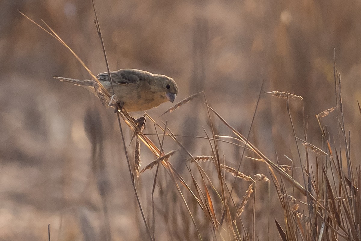 Plumbeous Seedeater - ML645568940