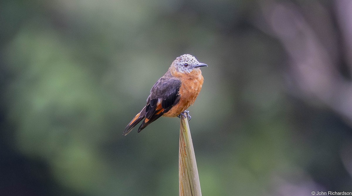 Cliff Flycatcher - ML645568945