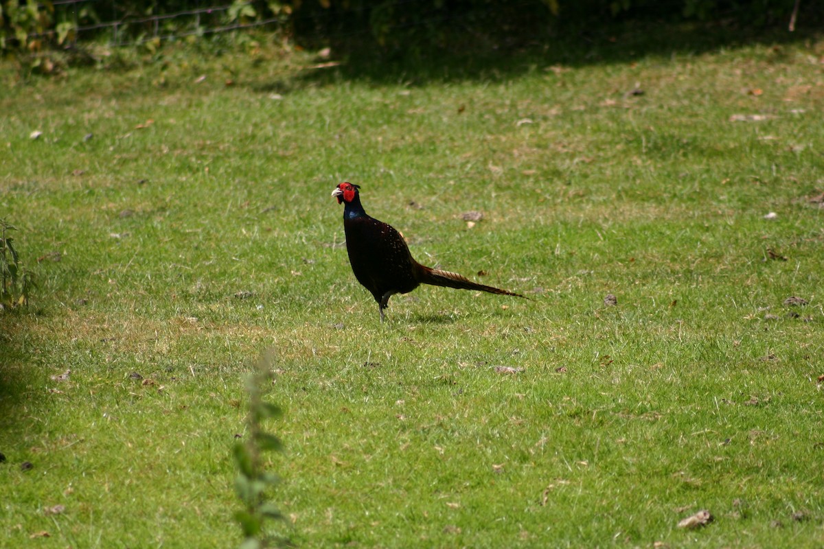 Ring-necked Pheasant - ML645568946