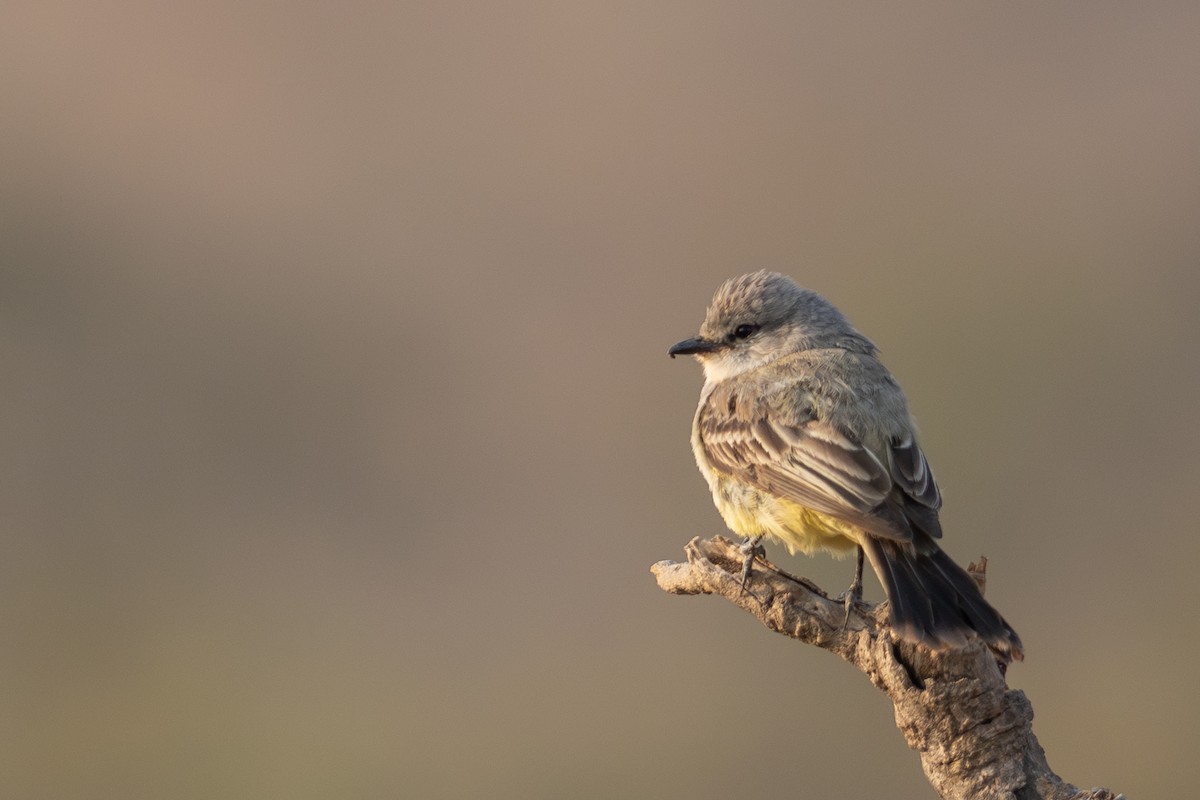 Chapada Flycatcher - ML645568952