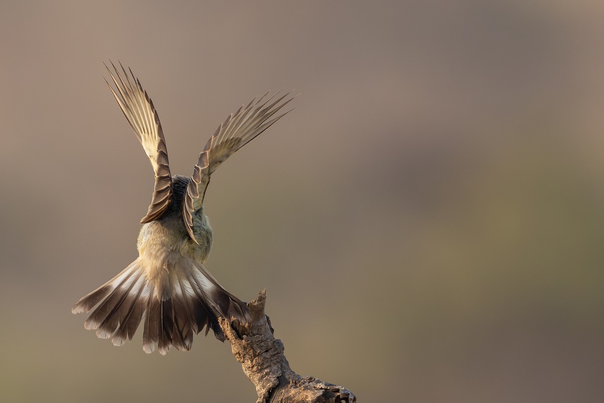 Chapada Flycatcher - ML645568953