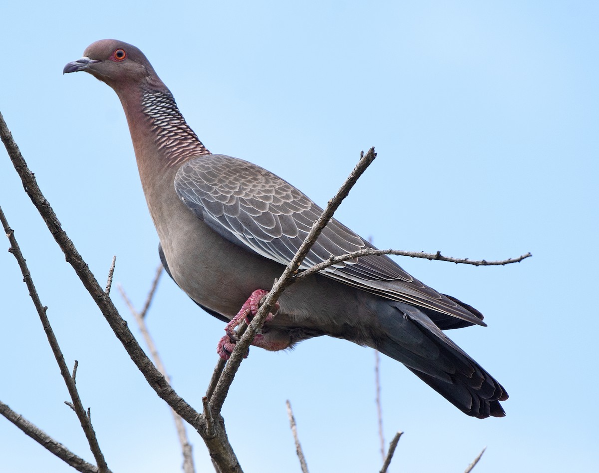 Picazuro Pigeon - ML645568965