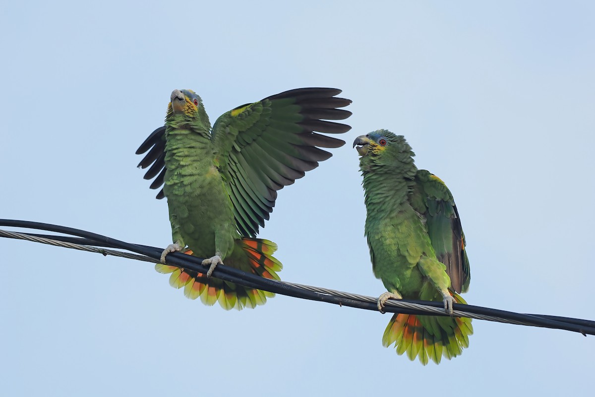 Amazona Alinaranja - ML645568967