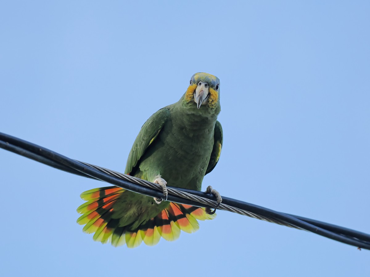 Amazona Alinaranja - ML645568969