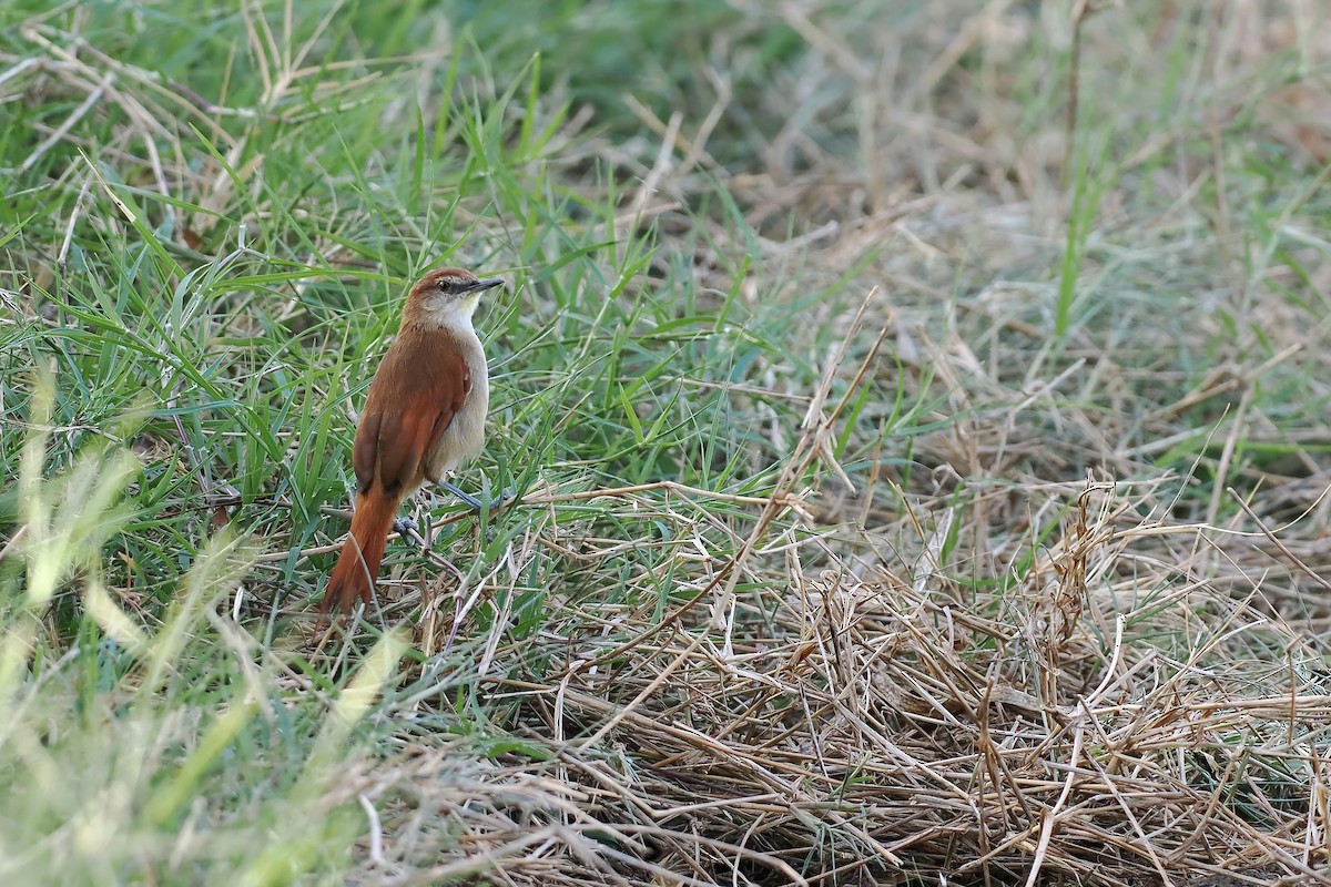 Curutié Colorado - ML645568971