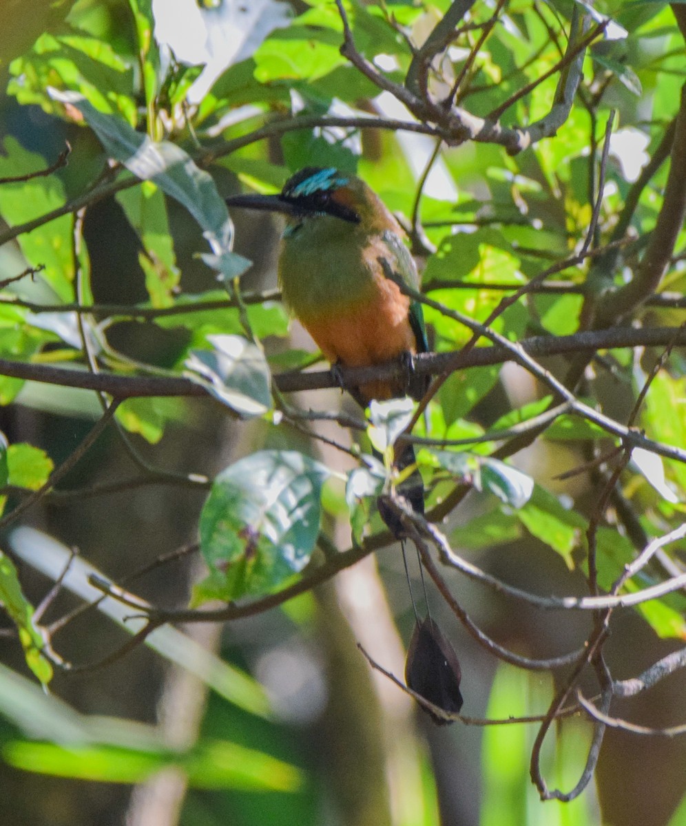 Turquoise-browed Motmot - ML645568974