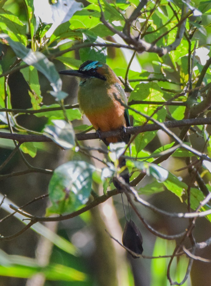 Turquoise-browed Motmot - ML645568975