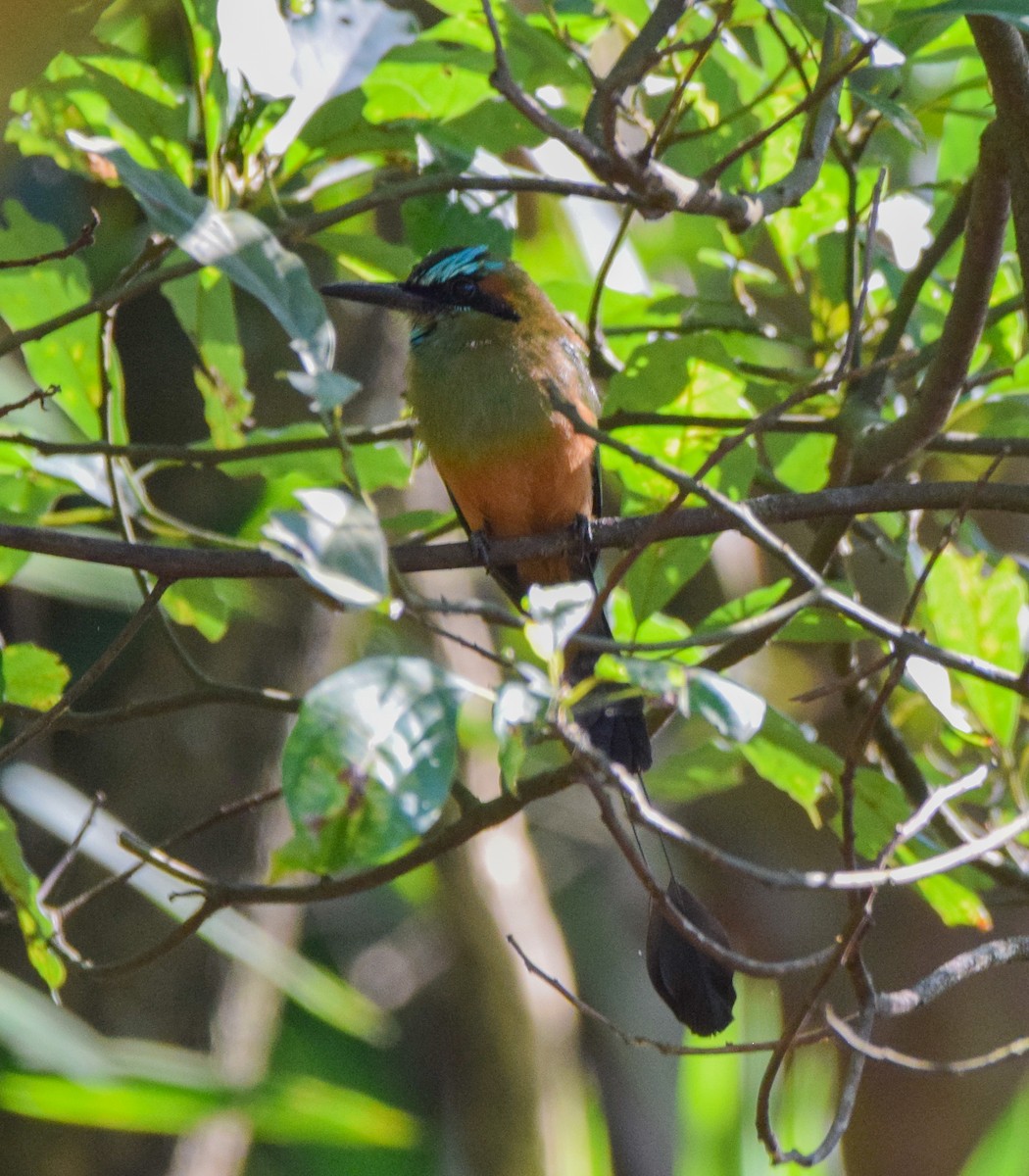 Turquoise-browed Motmot - ML645568976