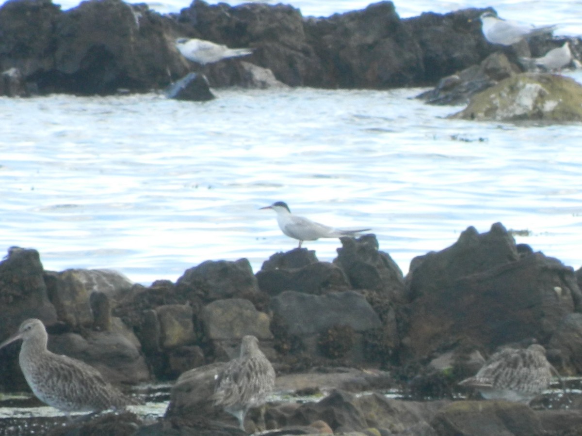 アジサシ - ML645568978