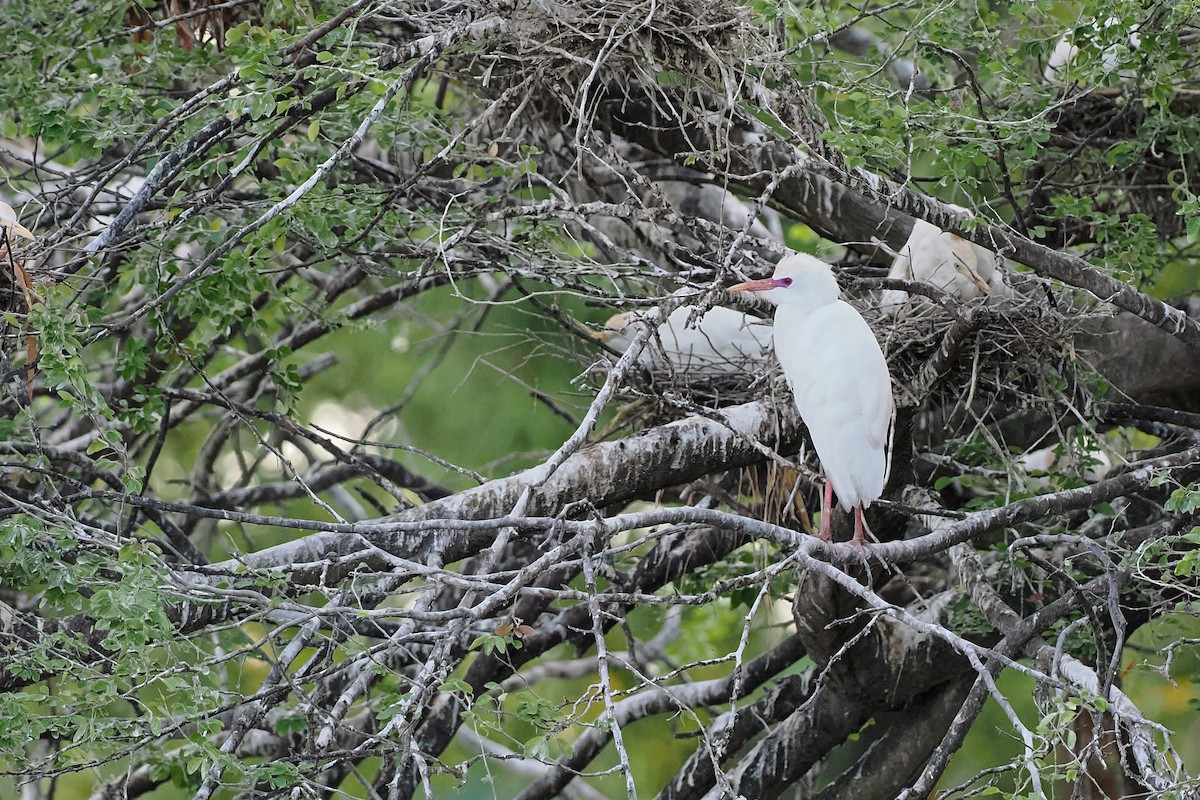 Garcilla Bueyera Occidental - ML645568979