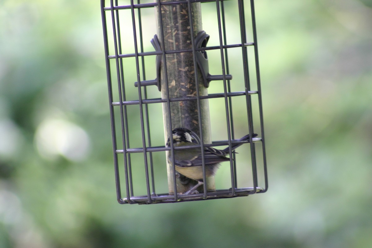 Carbonero Común - ML645568980