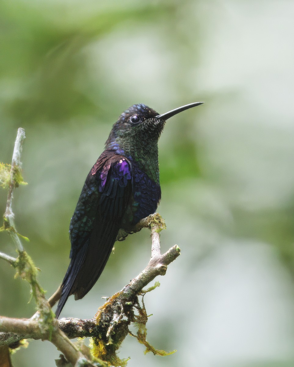 Zafiro Coronado - ML645568981