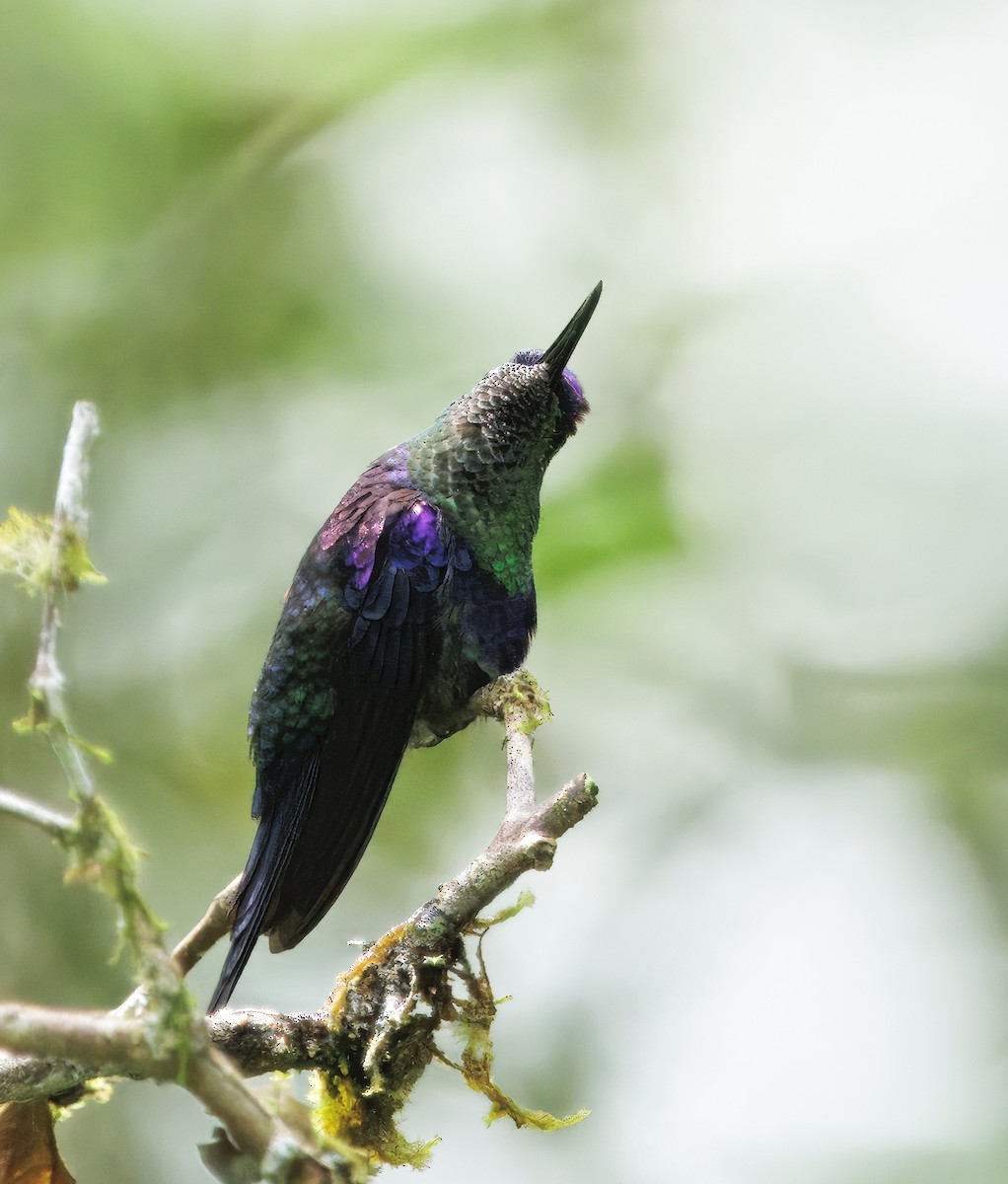 Zafiro Coronado - ML645568982