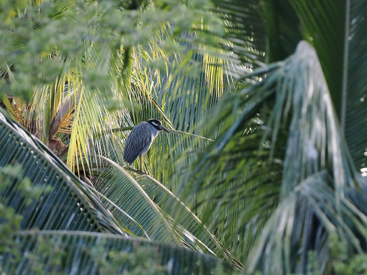 Martinete Coronado - ML645568984