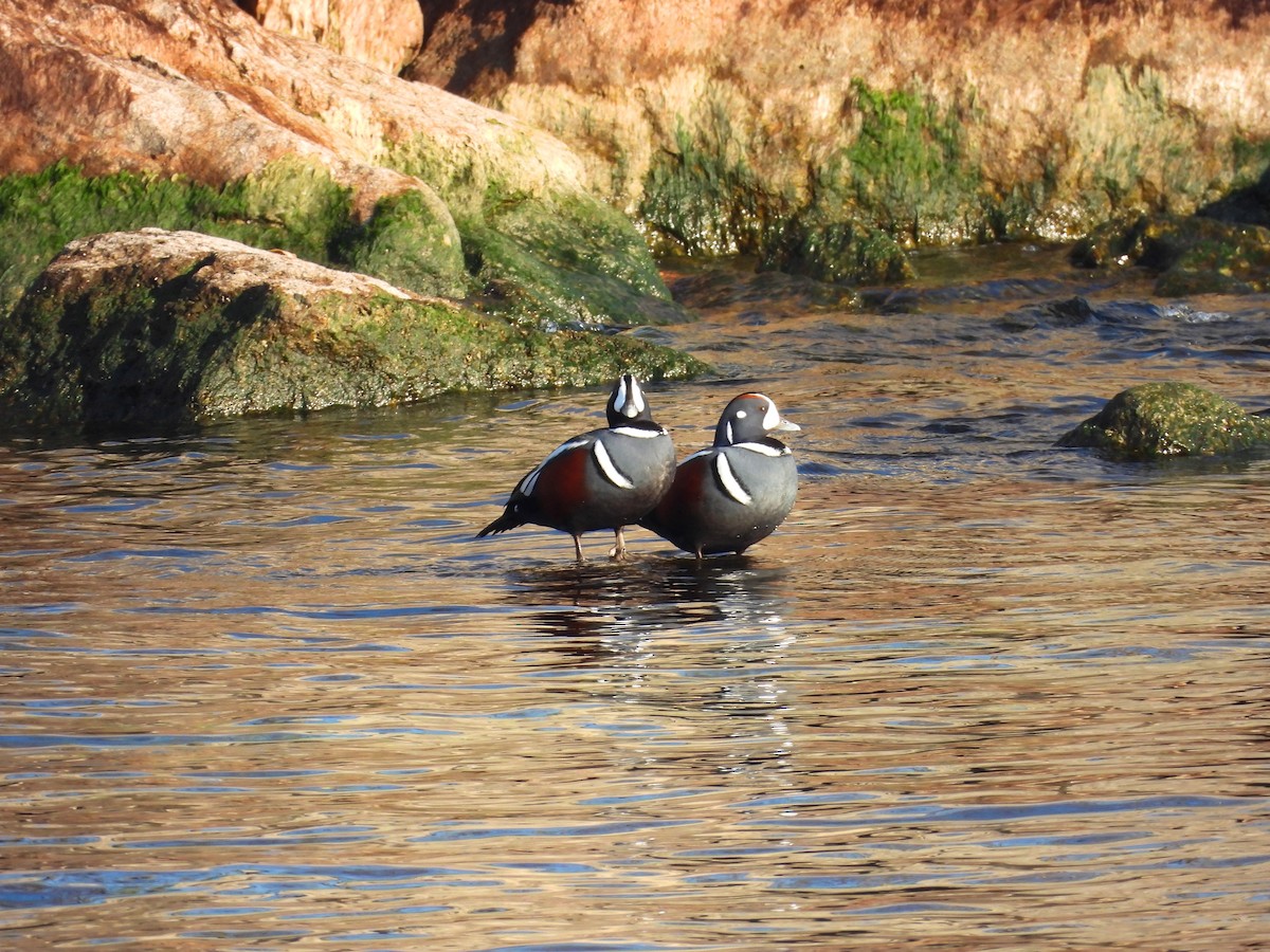 Хотгуужин чөрх - ML645568986