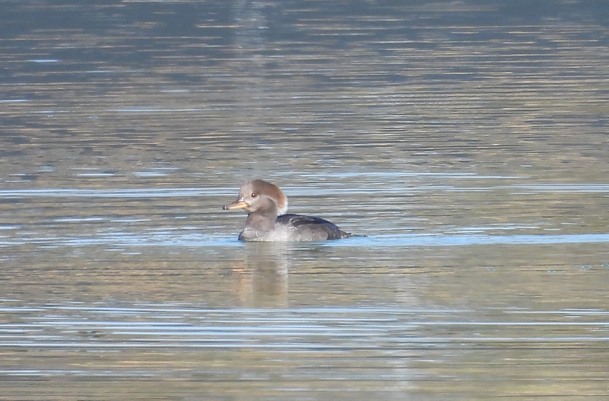 Serreta Capuchona - ML645568987