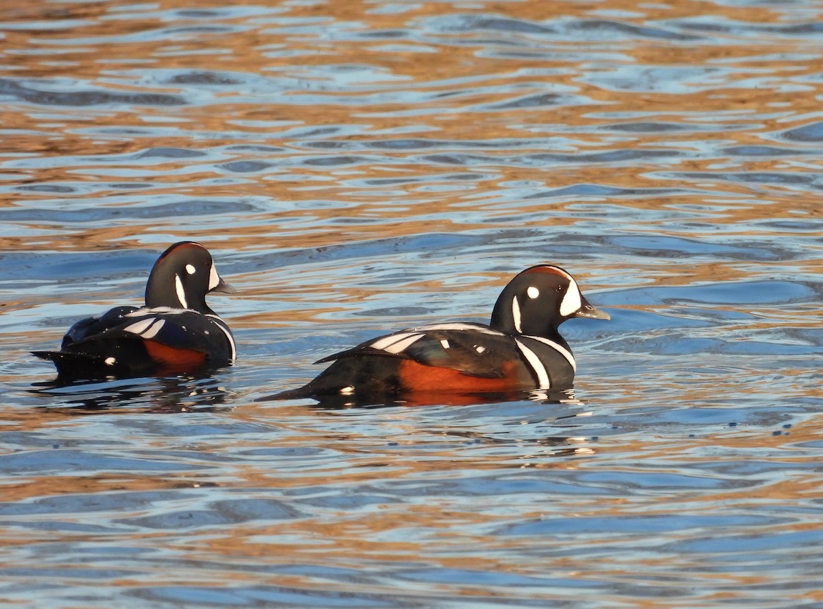 Хотгуужин чөрх - ML645568988