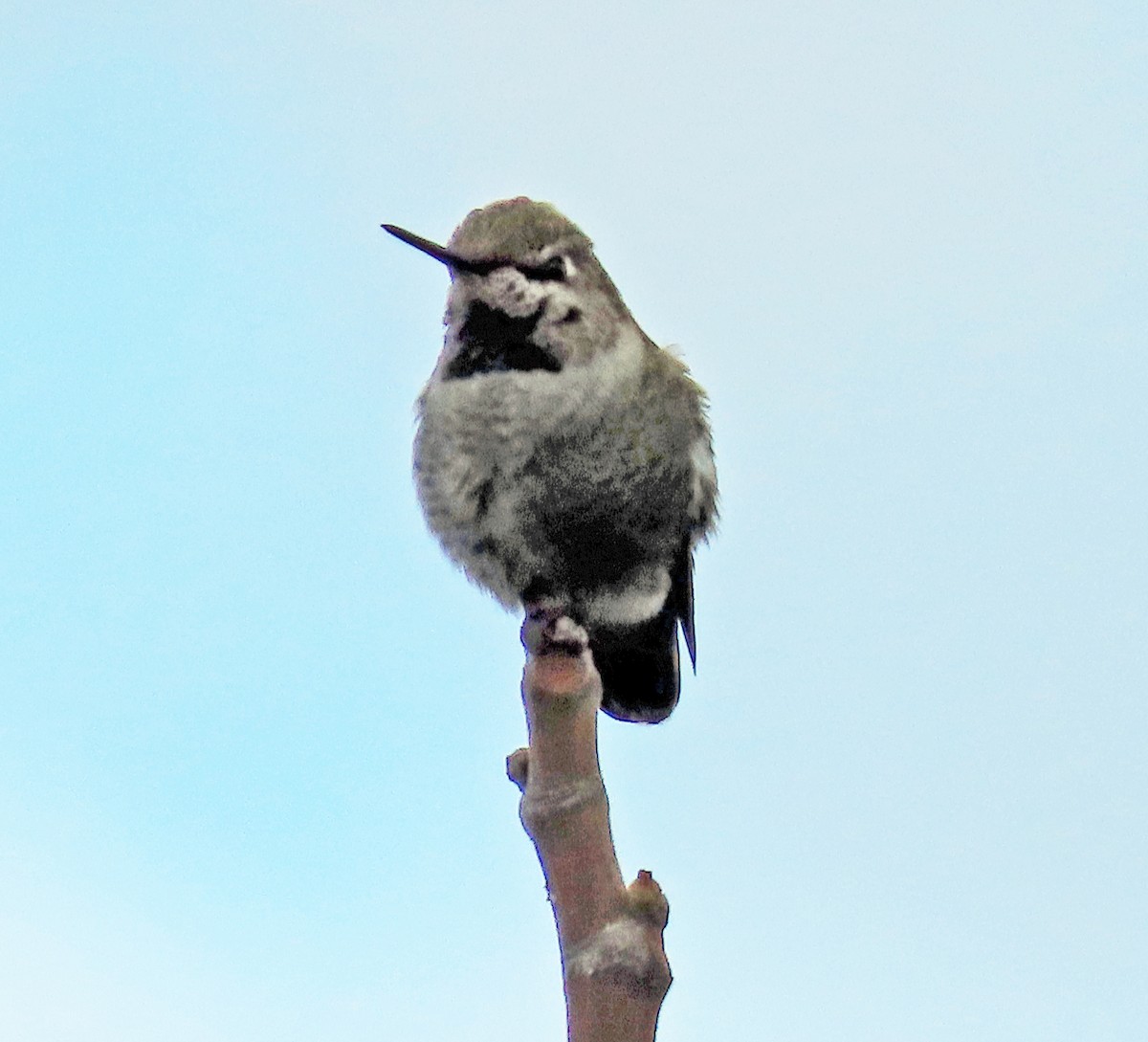 Colibrí de Anna - ML645568991