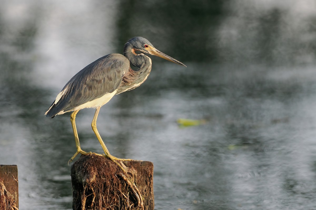 Garceta Tricolor - ML645568992
